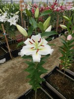 [4527 VH03 No01.JPG]